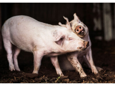 Piggies