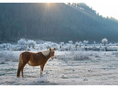 Horse at Dawn