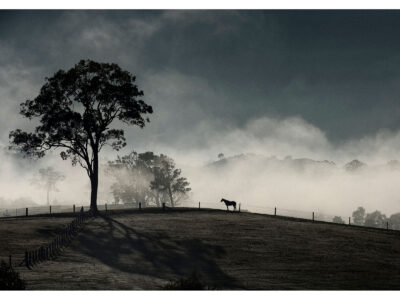 Horse in The Mist