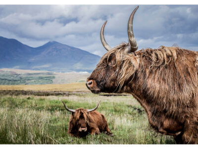 Bonny and Her Calf