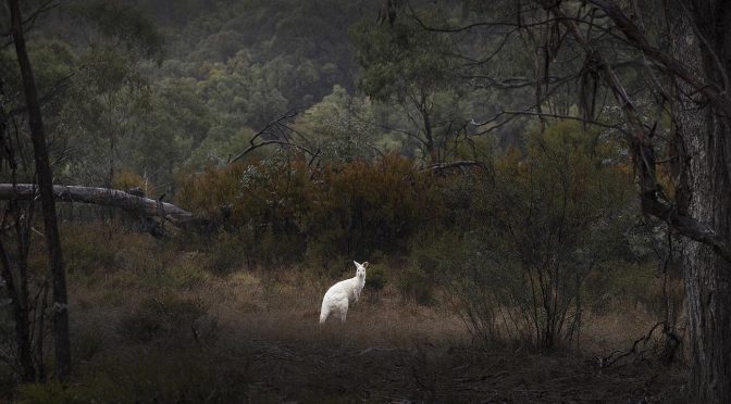 Albino Kangaroo