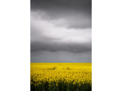 Fields of Gold