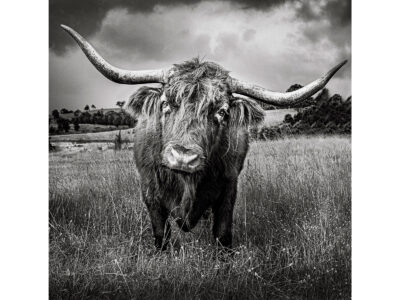 The Hairy Coo