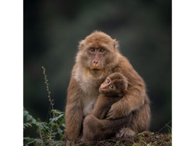 A Mother's Love
