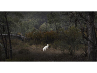 "Snowy" Albino Kangaroo