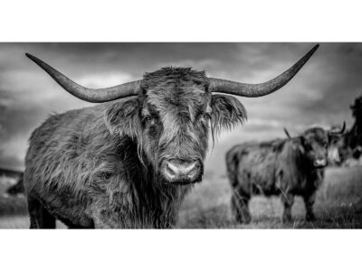 Hairy Coo
