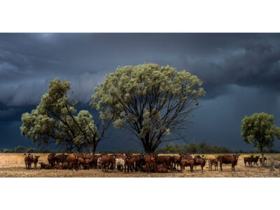 Sheltering Form The Storm